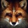 MyFoX